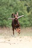 DOBERMANN 817